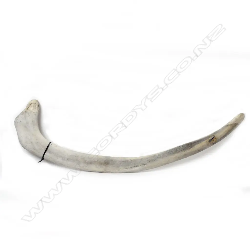 A whale rib bone Image 1++