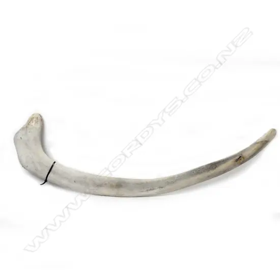 A whale rib bone
