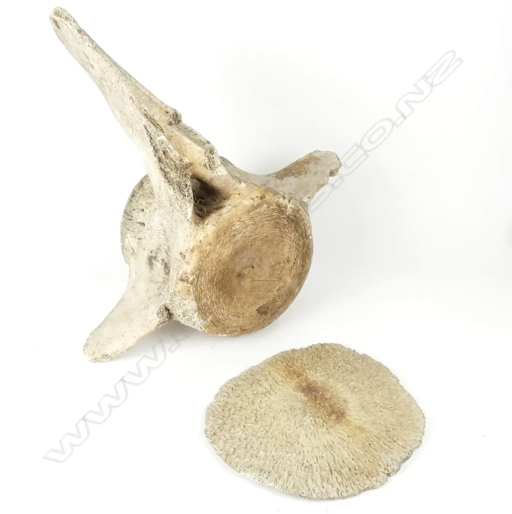 A sperm whale vertebra and disc plate Image 1++
