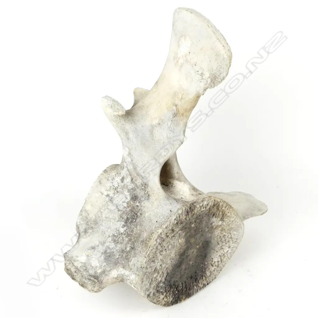 SPERM WHALE VERTEBRA  Image 1++