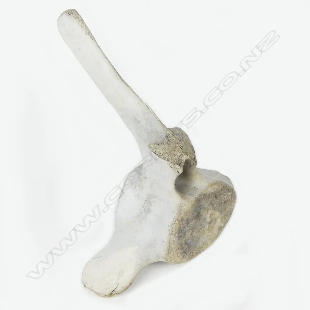 SPERM WHALE VERTEBRA  Image 1++