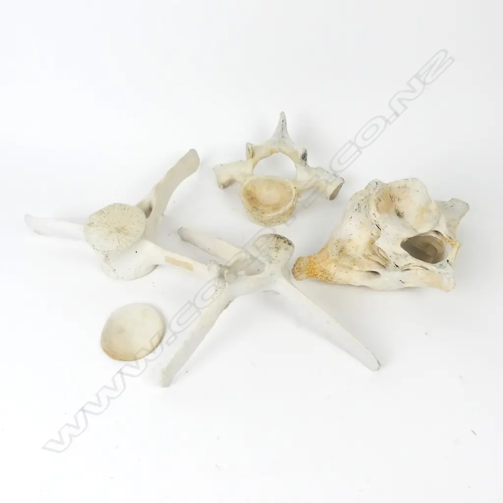Four Minke whale vertebrae Image 1++