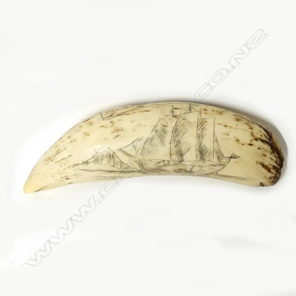 A large ivory scrimshaw tooth Image 1++