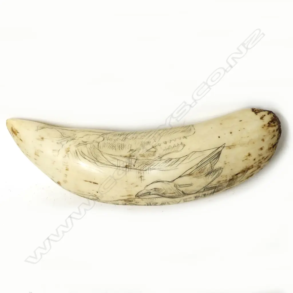 A large ivory scrimshaw tooth Image 1++