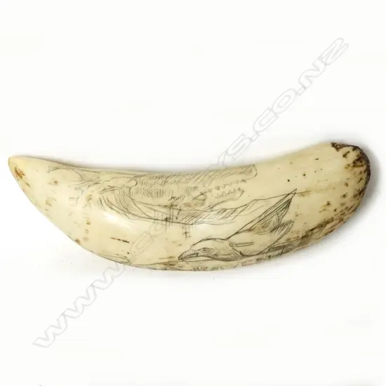 A large ivory scrimshaw tooth