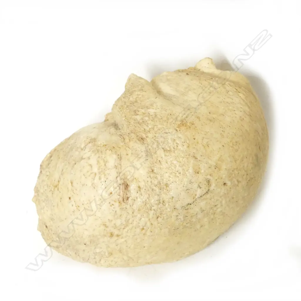 A whale's eardrum Image 1++