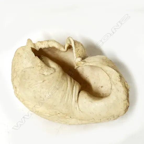 A whale's eardrum
