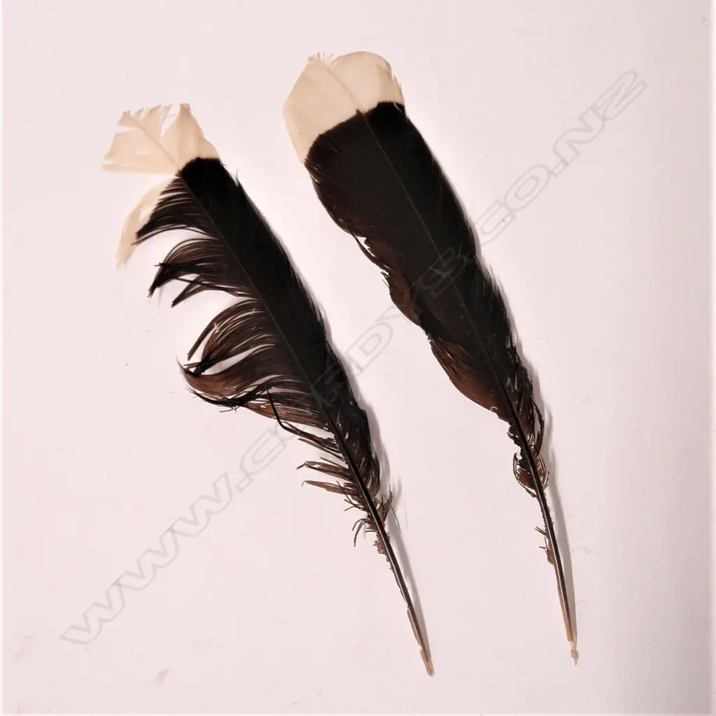 Two huia tail feathers Image 1++