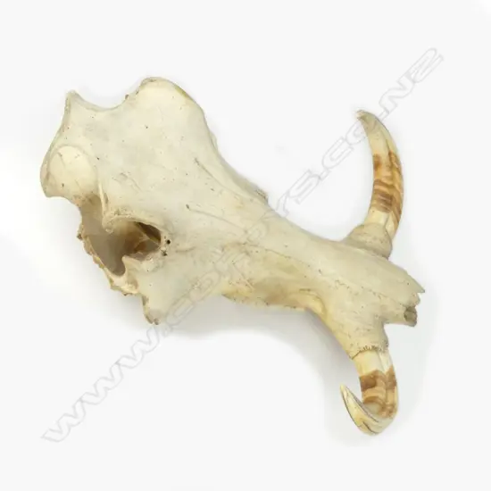 Large skull of a warthog