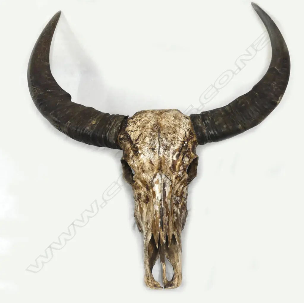 An old ox skull and horns Image 1++