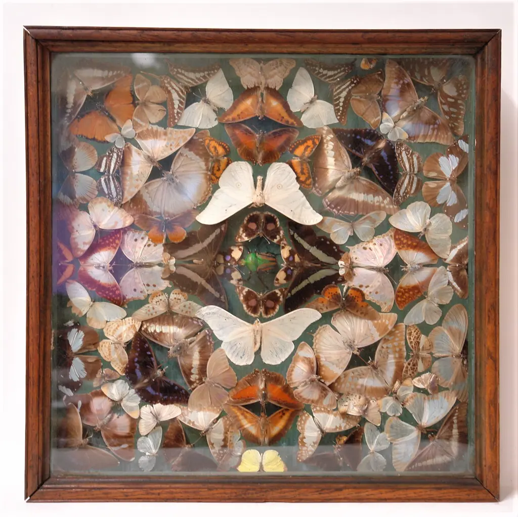 A c.1900 butterfly and beetle cased display Image 1++