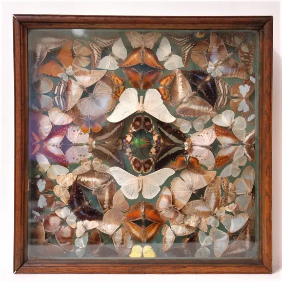 A c.1900 butterfly and beetle cased display