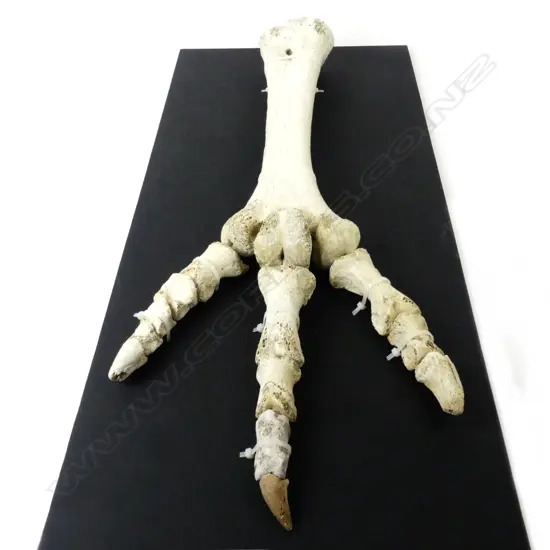 A rare complete set of Dinornis robustus (giant moa) foot bones