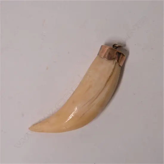 A vintage lion's? tooth pendant