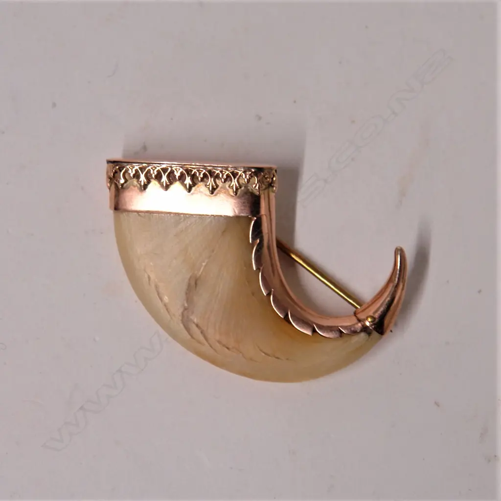 A 19thC 9ct. rose gold mounted tiger's claw brooch Image 1++