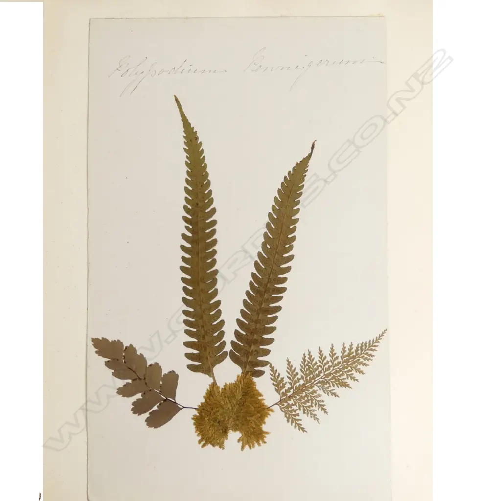 A good 19thC New Zealand Ferns album Image 1++