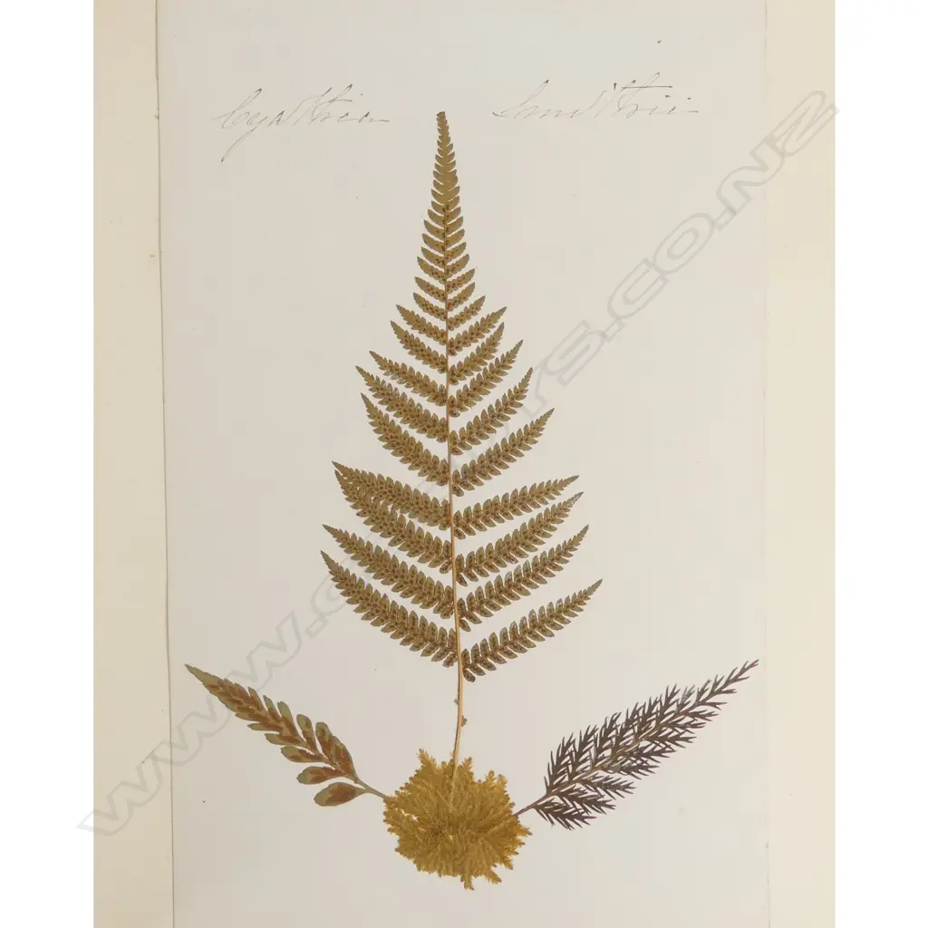 A good 19thC New Zealand Ferns album Image 1++