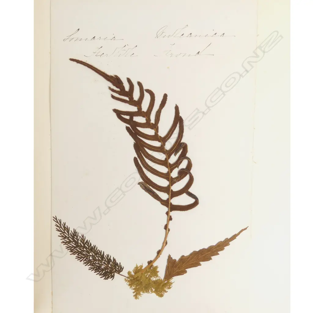 A good 19thC New Zealand Ferns album Image 1++
