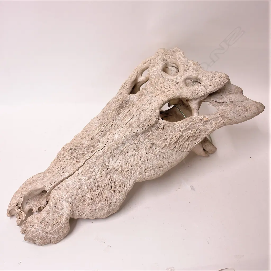 An old crocodile skull Image 1++