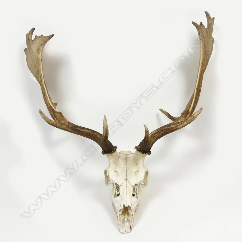 A pair of fallow deer antlers with skull mount Image 1++