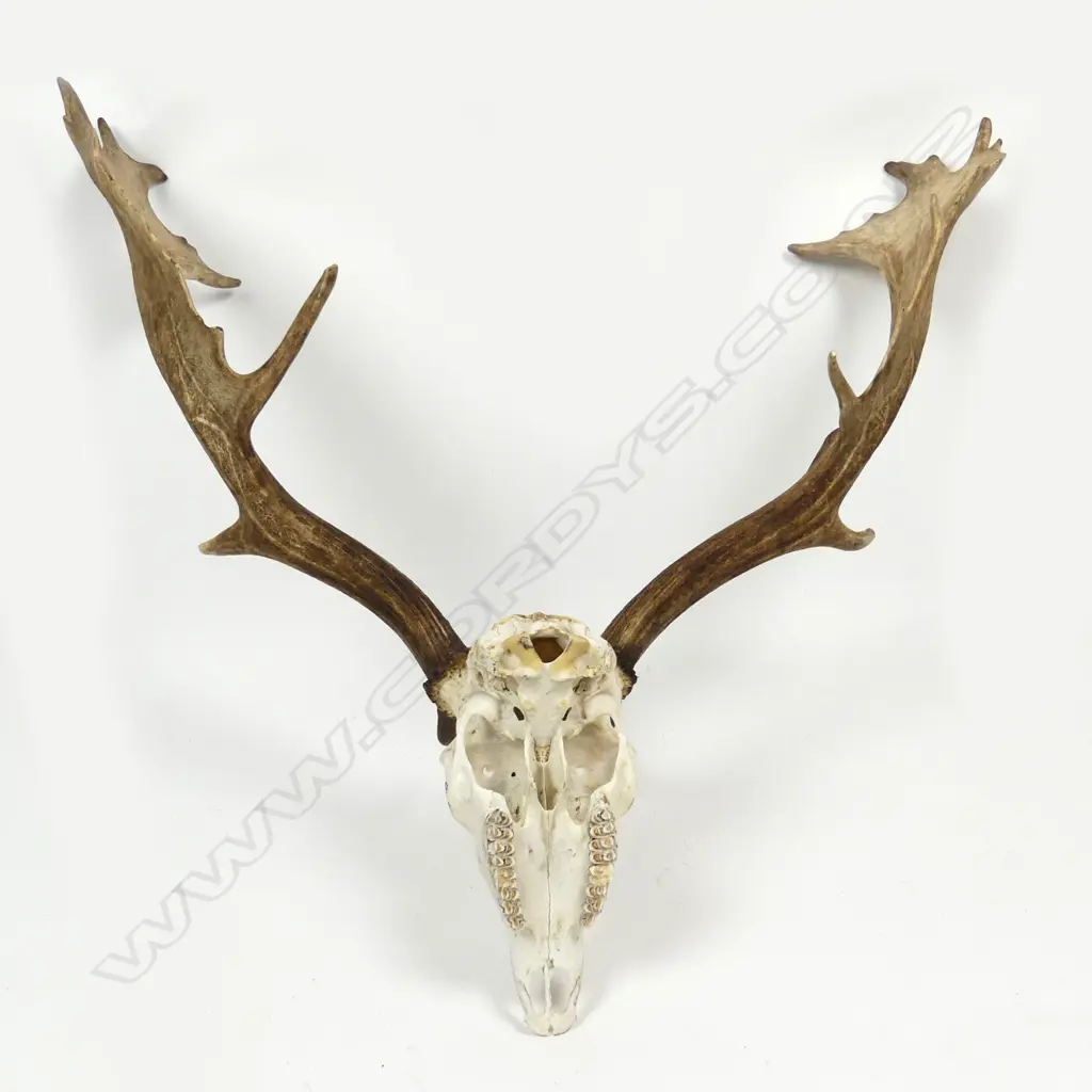 A pair of fallow deer antlers with skull mount Image 1++