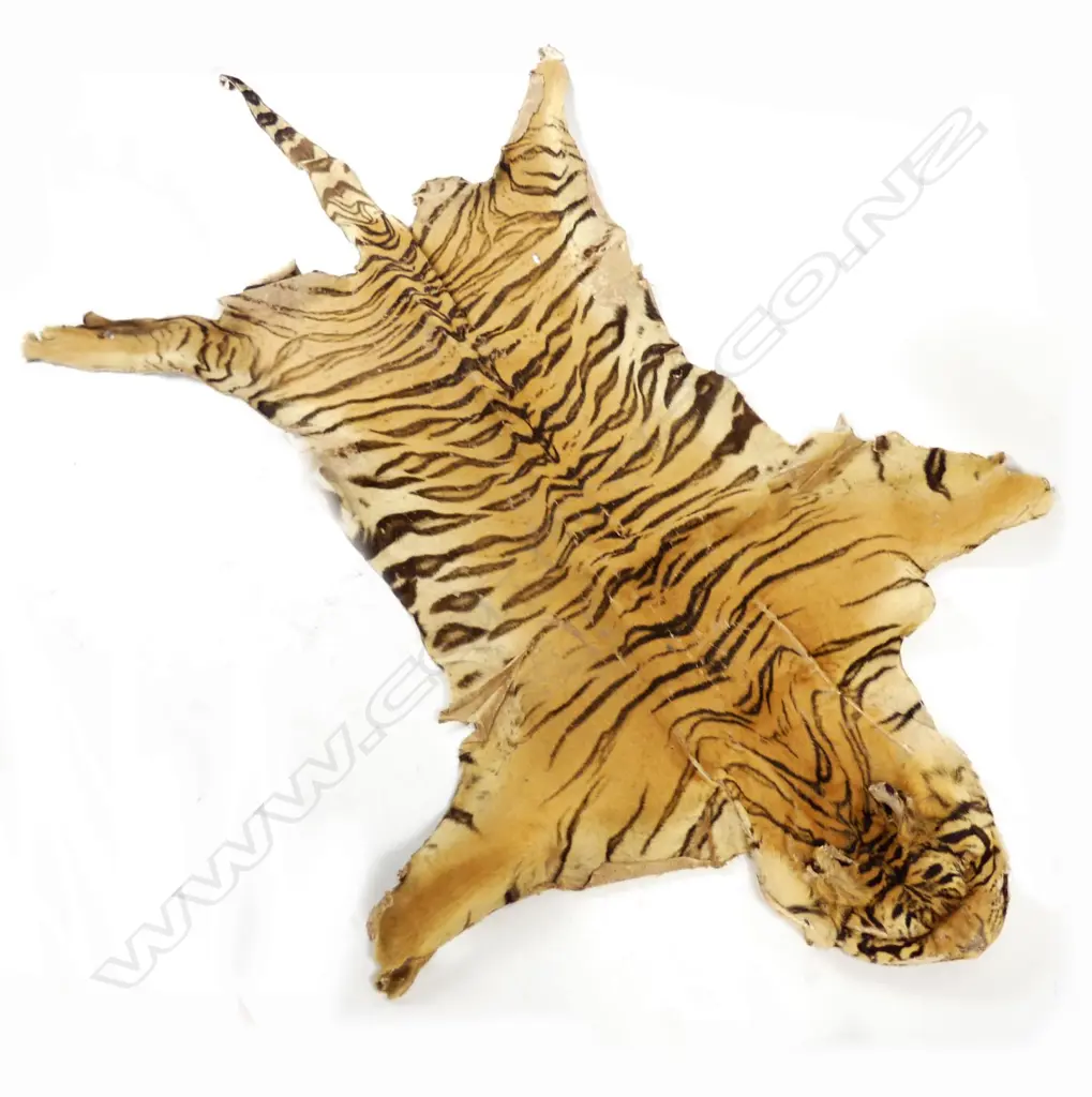 An old large tiger skin with head Image 1++