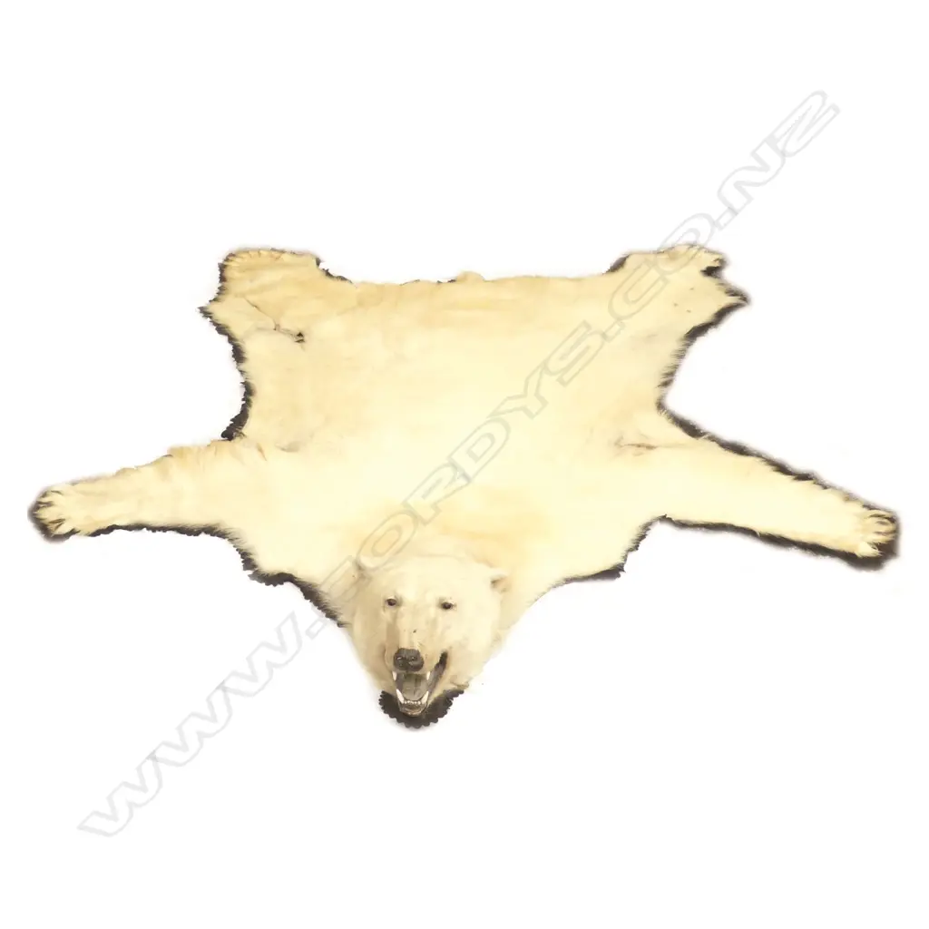 A vintage polar bear rug Image 1++