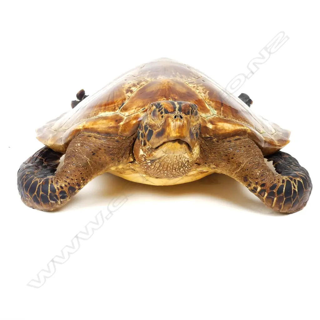 A vintage taxidermy turtle Image 1++