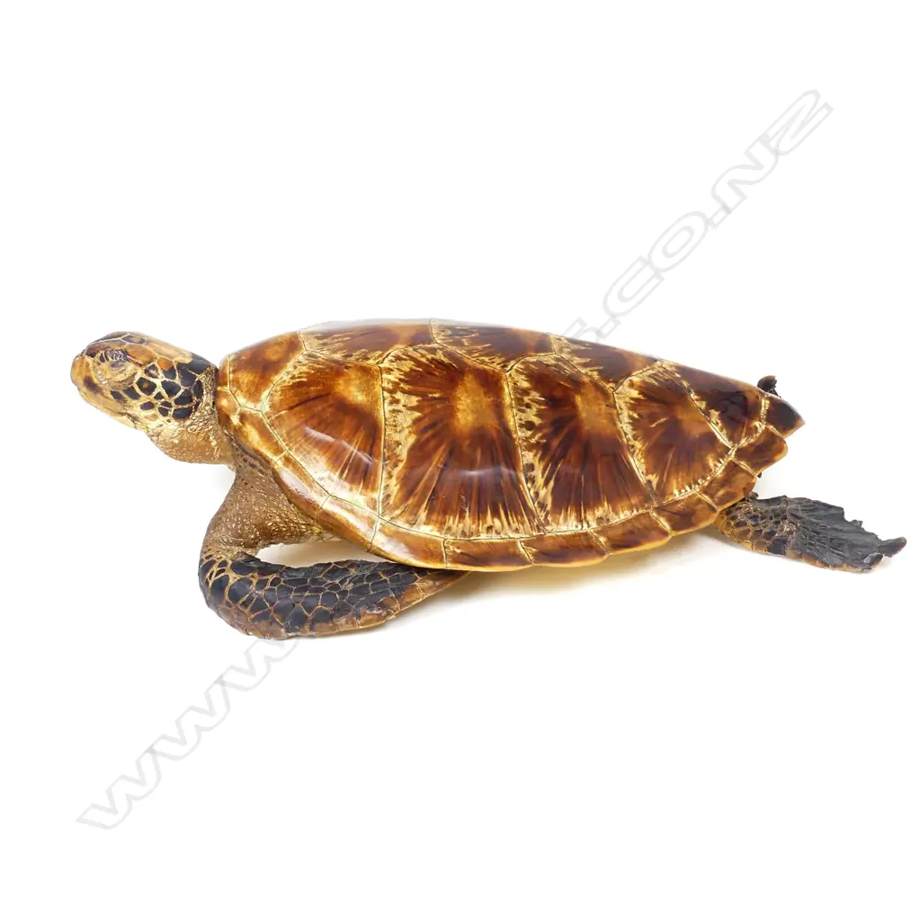 A vintage taxidermy turtle Image 1++