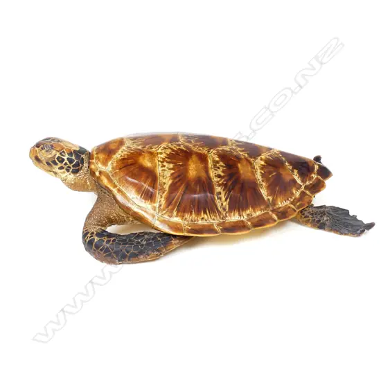 A vintage taxidermy turtle