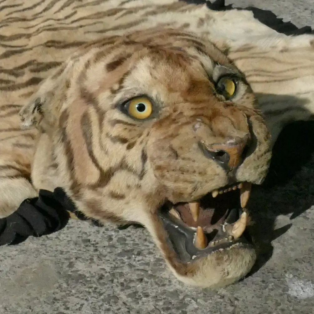 A tiger skin rug with full head mount Image 1++