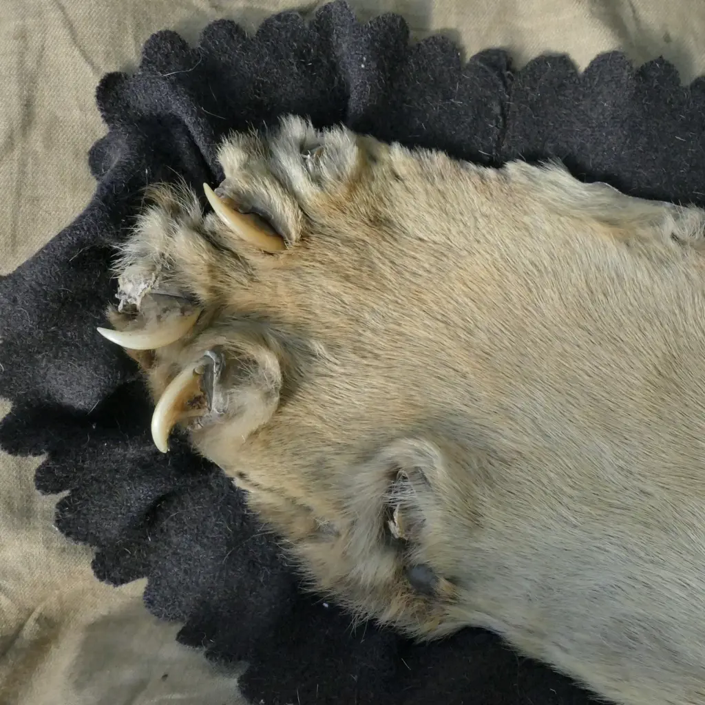 A tiger skin rug with full head mount Image 1++