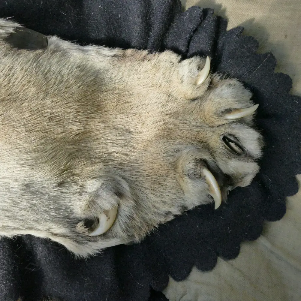 A tiger skin rug with full head mount Image 1++