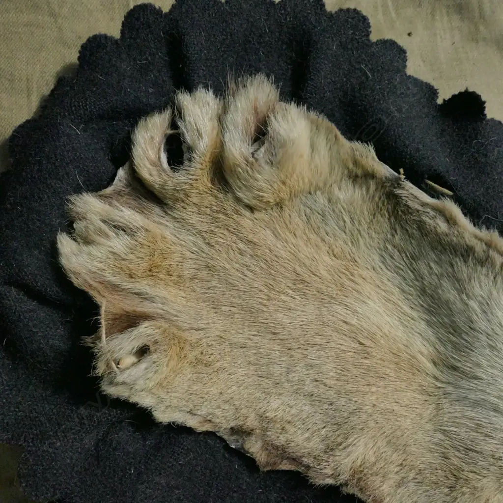 A tiger skin rug with full head mount Image 1++