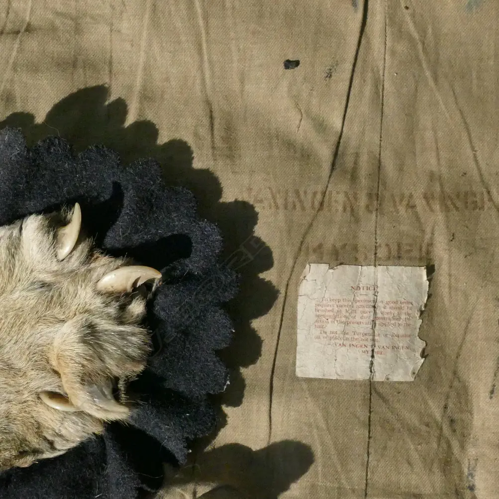 A tiger skin rug with full head mount Image 1++