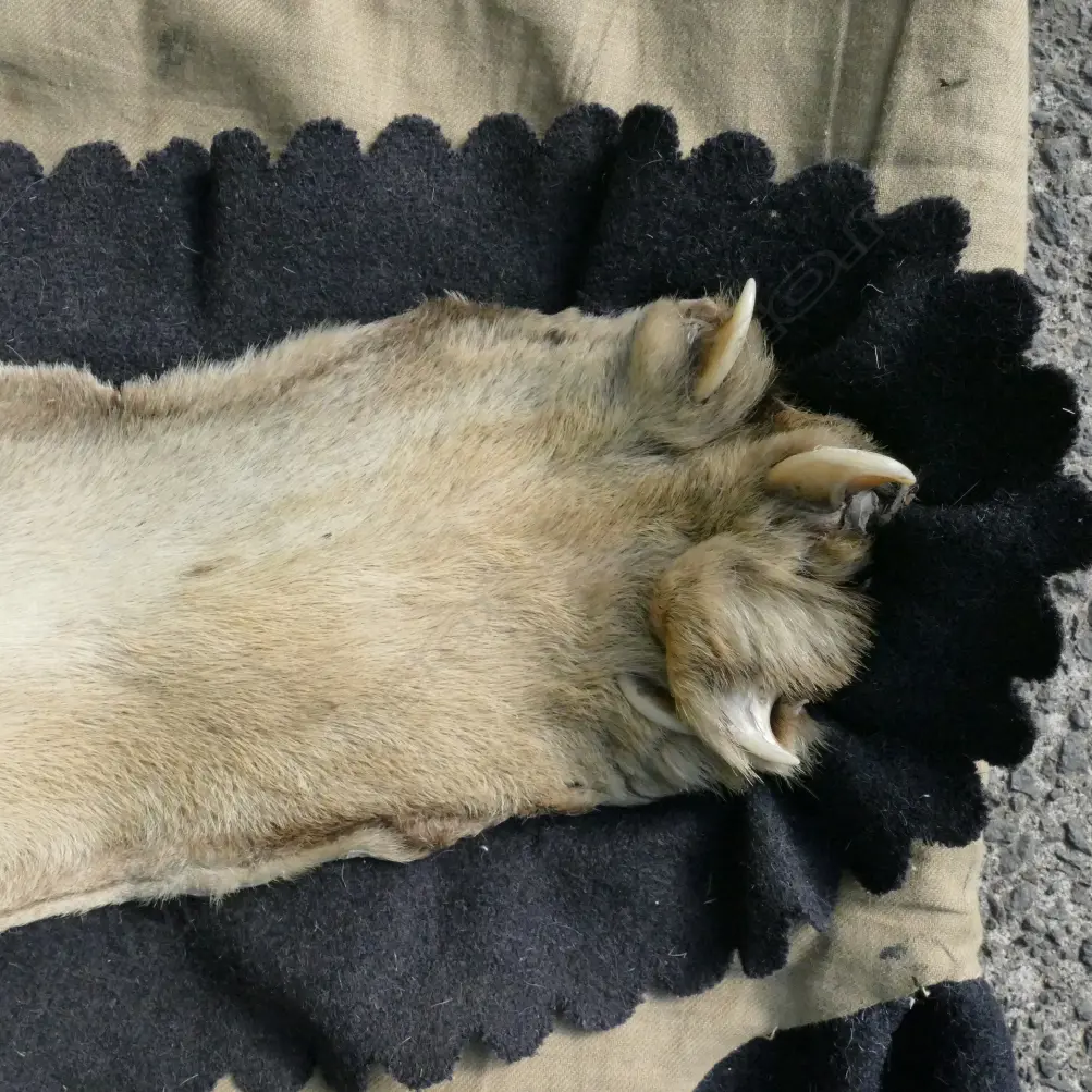 A tiger skin rug with full head mount Image 1++
