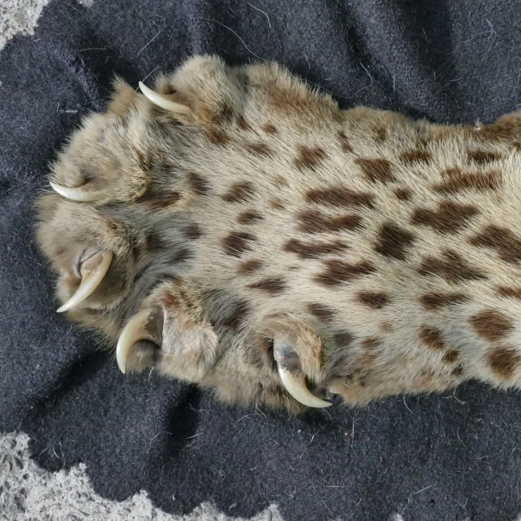 A leopard skin rug with full head mount Image 1++