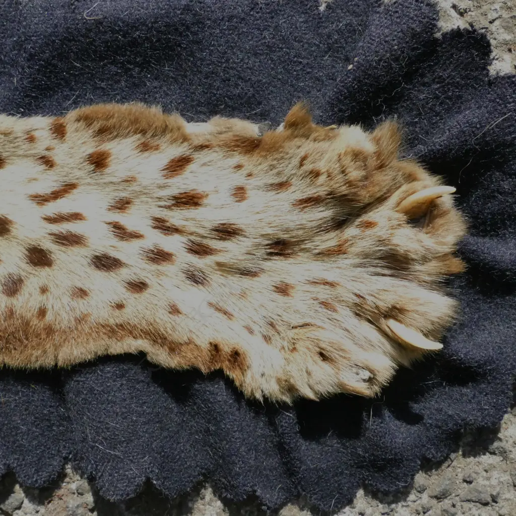 A leopard skin rug with full head mount Image 1++