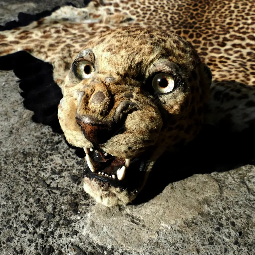 A leopard skin rug with full head mount Image 1++