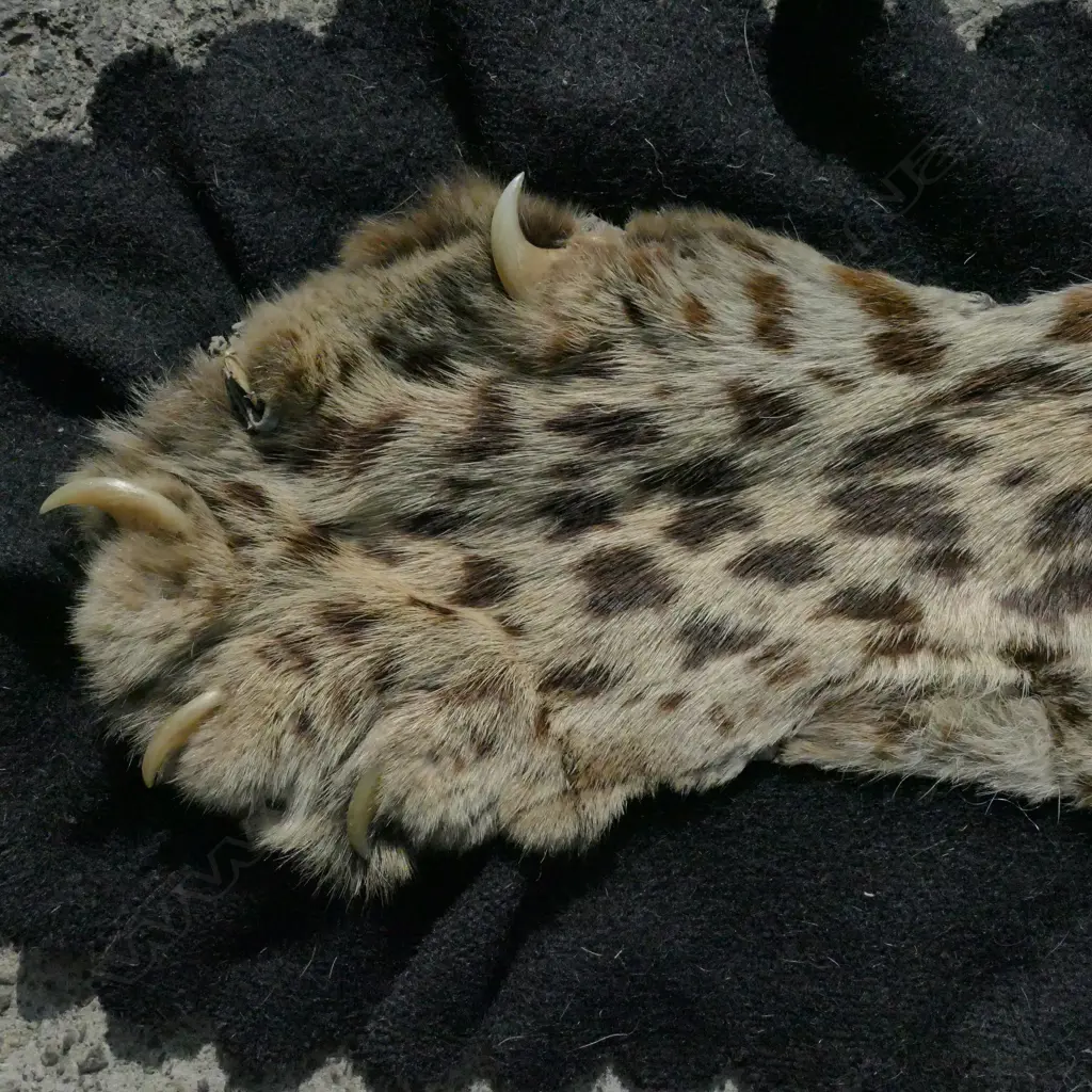 A leopard skin rug with full head mount Image 1++