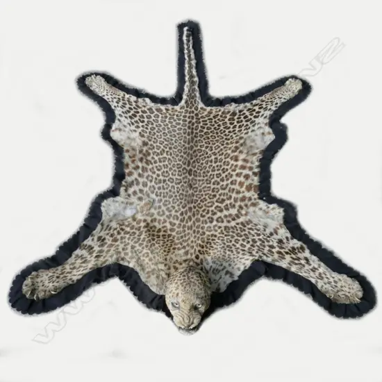 A leopard skin rug with full head mount