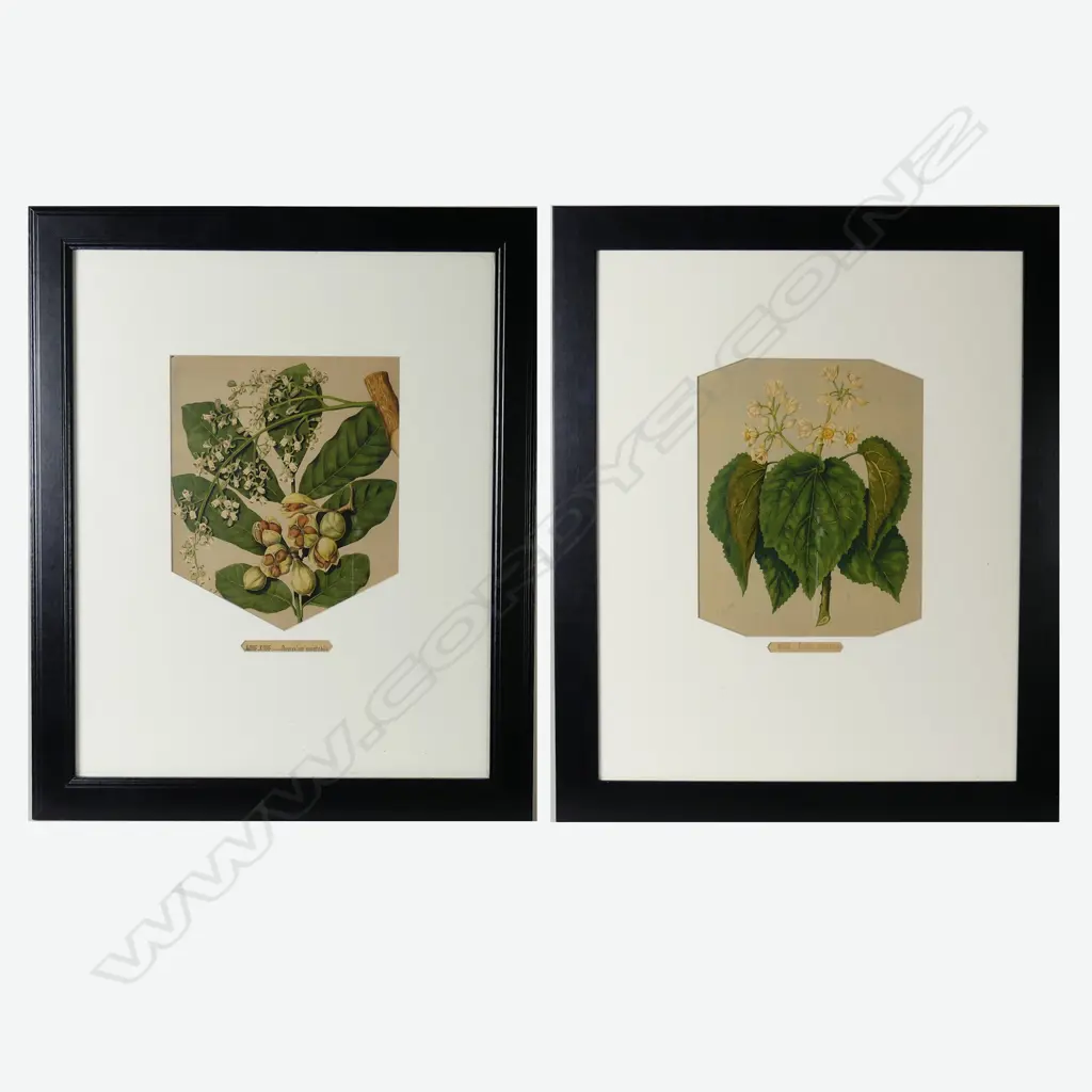Four chromolithographic prints of NZ flora Image 1++