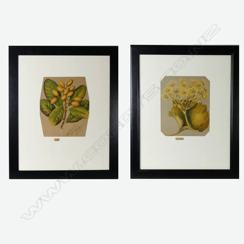 Four chromolithographic prints of NZ flora Image 1++
