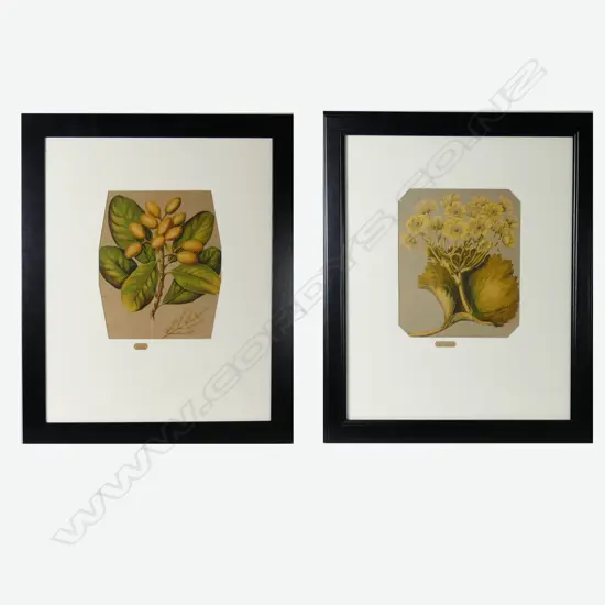 Four chromolithographic prints of NZ flora