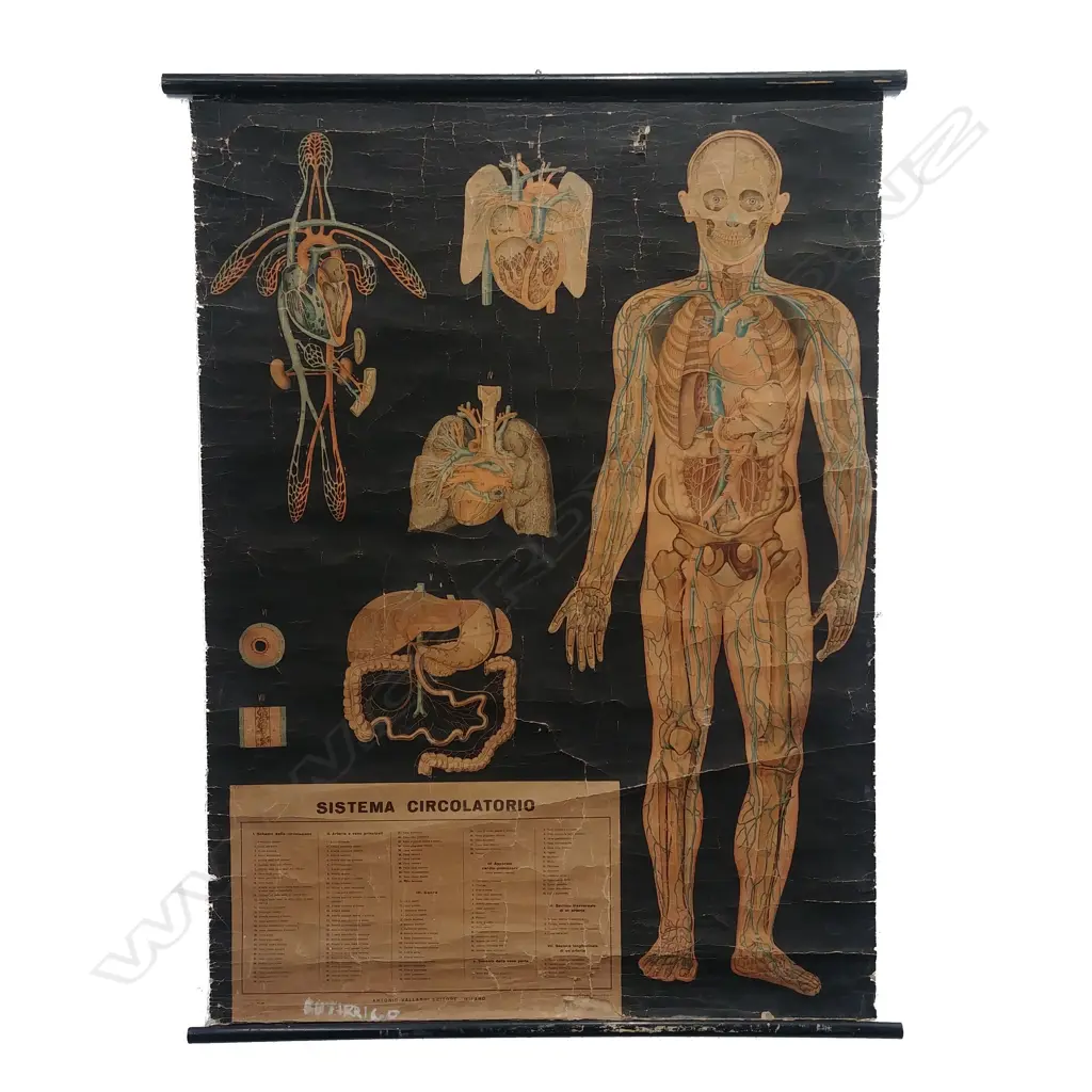 An early/mid 20thC Italian full body medical chart ‘Sistema Circolatorio' Image 1++