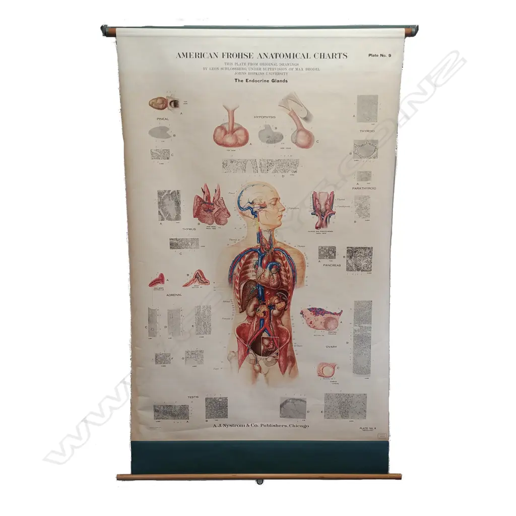 A vintage American Frohse mid 20thC medical chart ‘The Endocrine Glands’ Image 1++