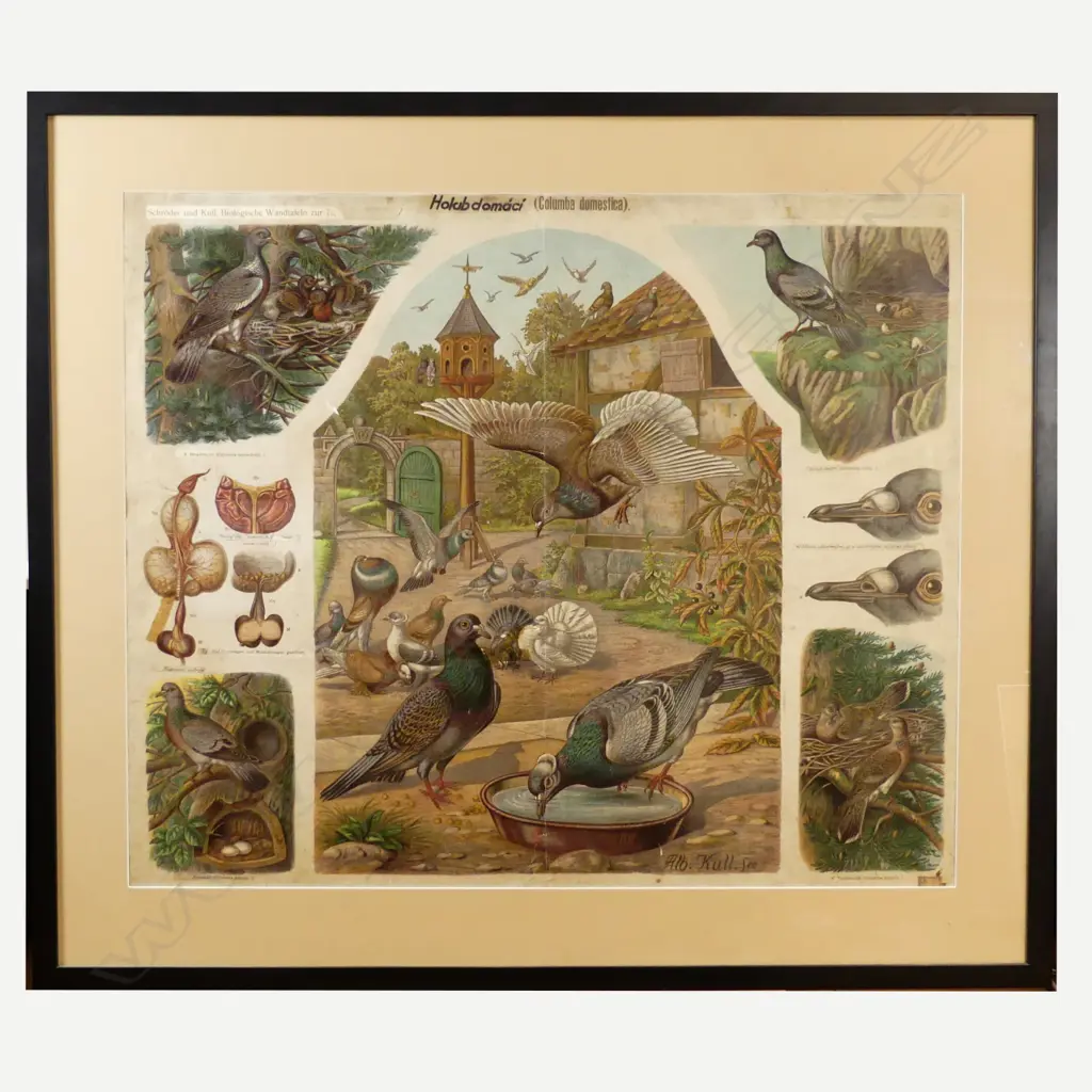 A vintage French poster of pigeons Image 1++