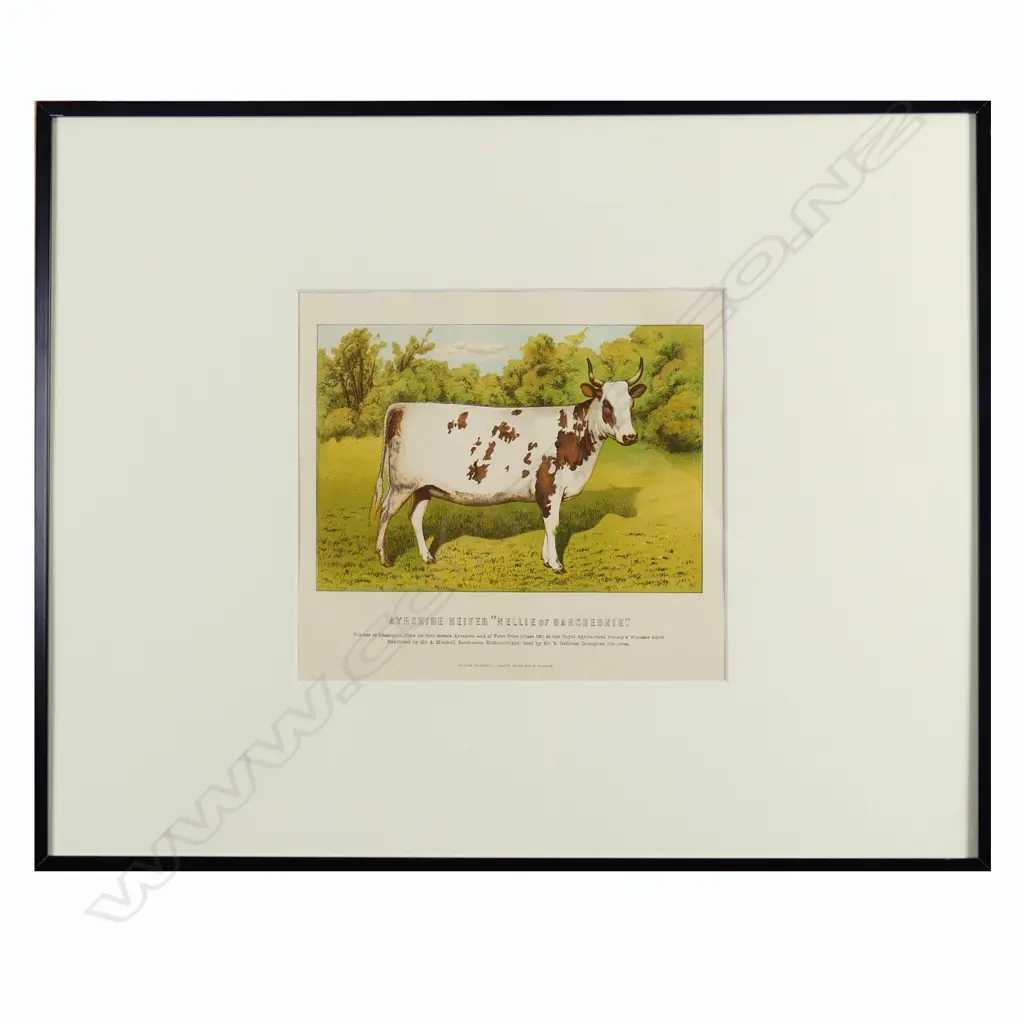 Four chromolithographic prints of cattle Image 1++