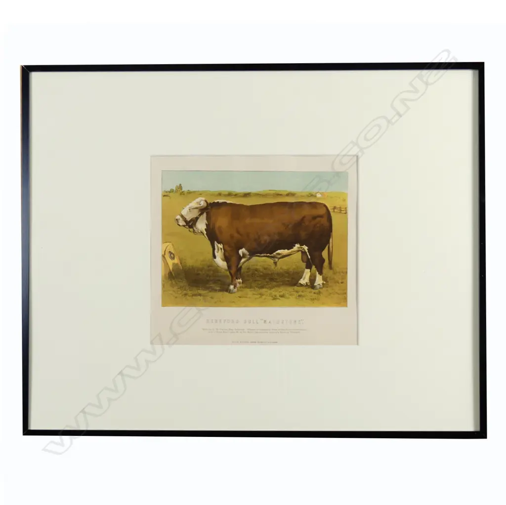 Four chromolithographic prints of cattle Image 1++