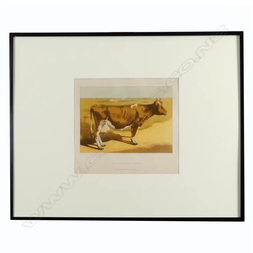 Four chromolithographic prints of cattle Image 1++